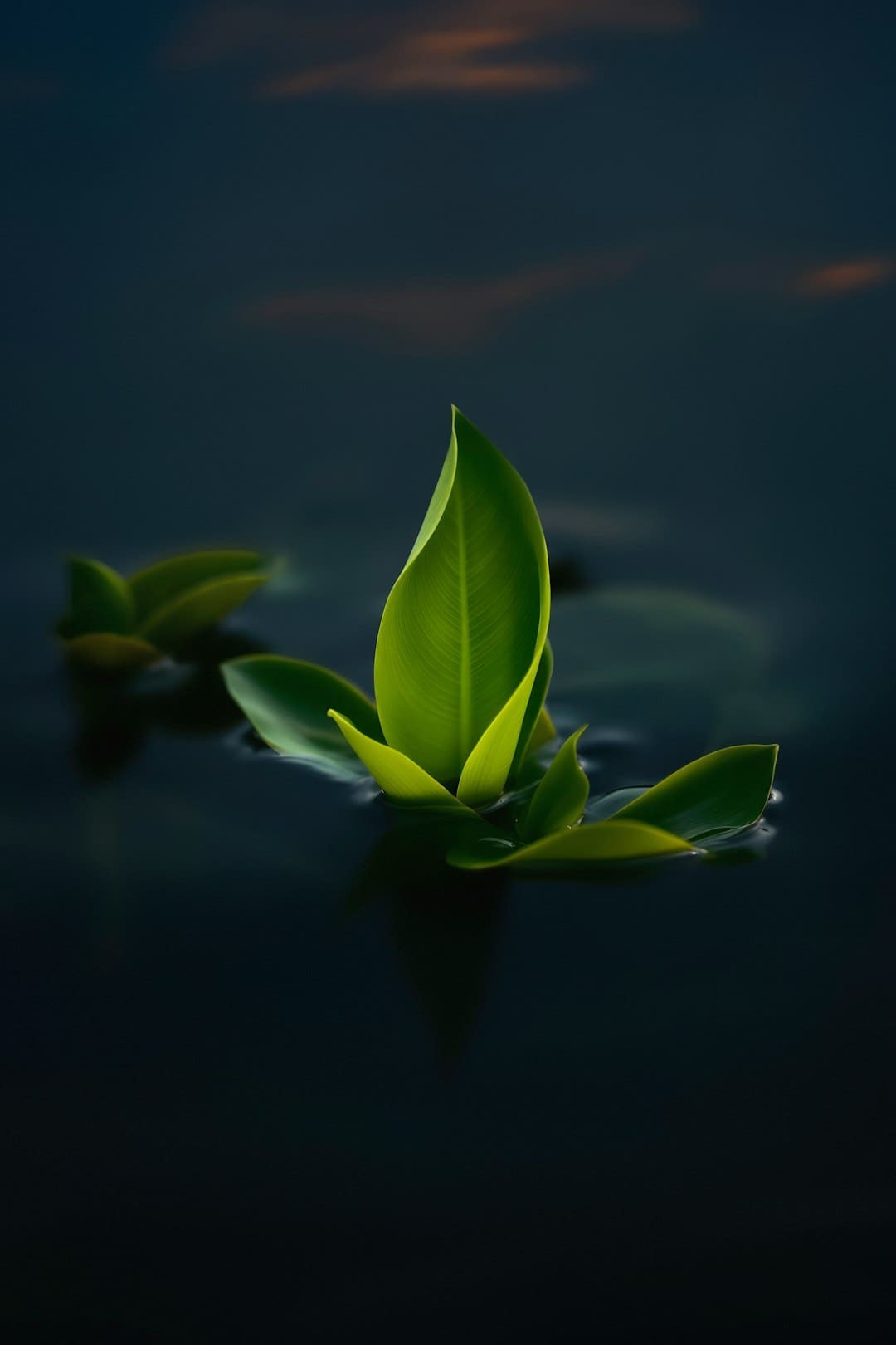 良品铺子就“花生上树”抱歉